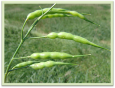 02002t36-80a0-233x177.png