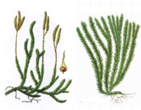 02002t48-f4a6-200x156.png