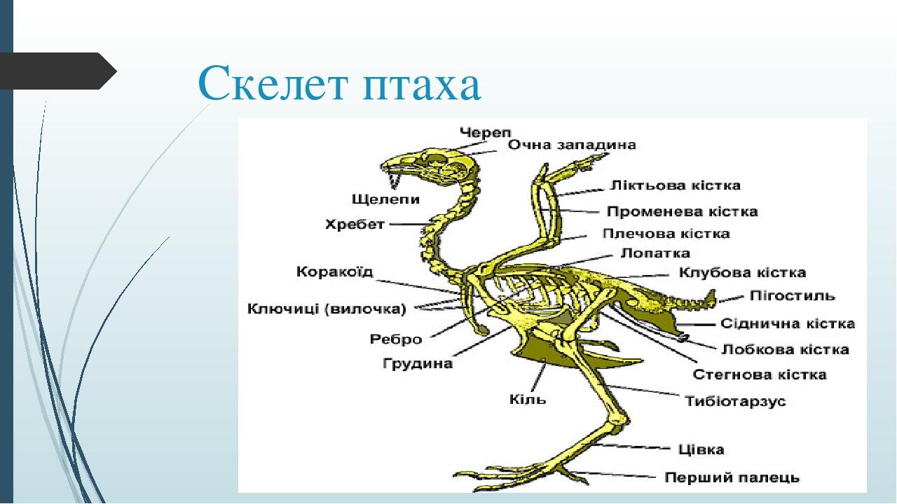 Опорно рухова система