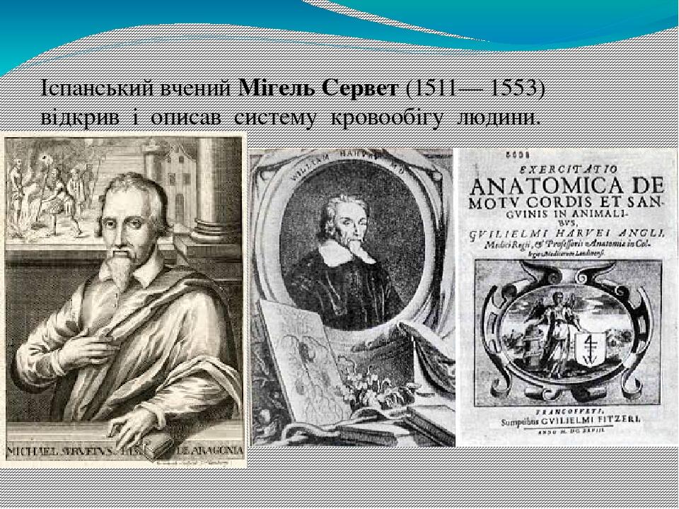 Іспанський вчений Мігель Сервет (1511— 1553)  відкрив  і  описав  систему  кровообігу  людини. 