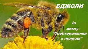 Як бджоли збирають пилок та нектар.