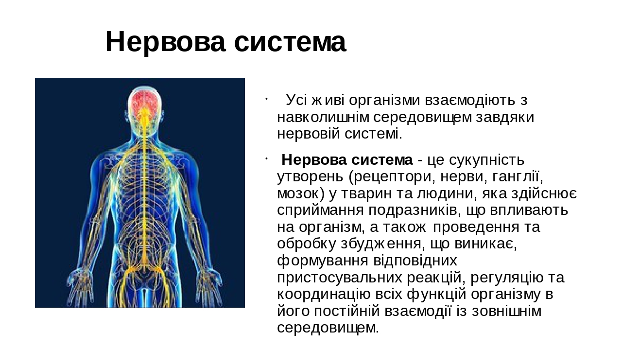 Презентація "Нервова система людини"