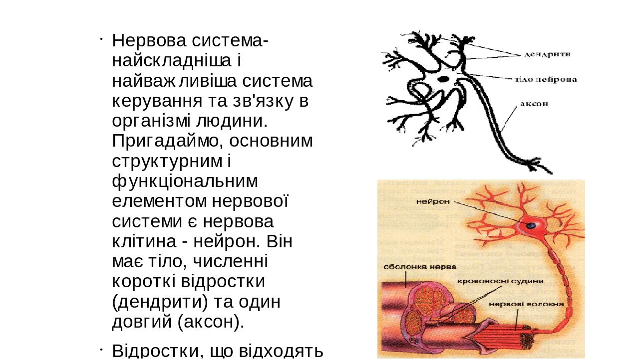 Презентація "Нервова система людини" | Презентація. Біологія
