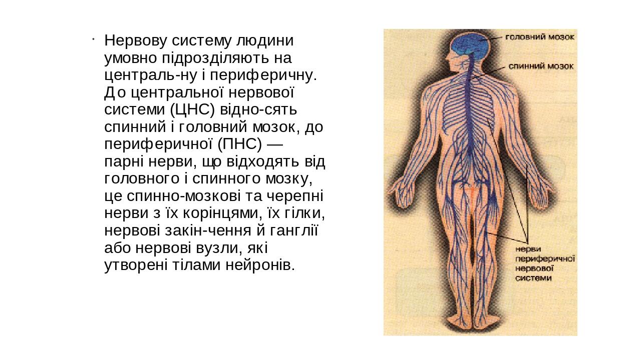 Презентація "Нервова система людини" | Презентація. Біологія