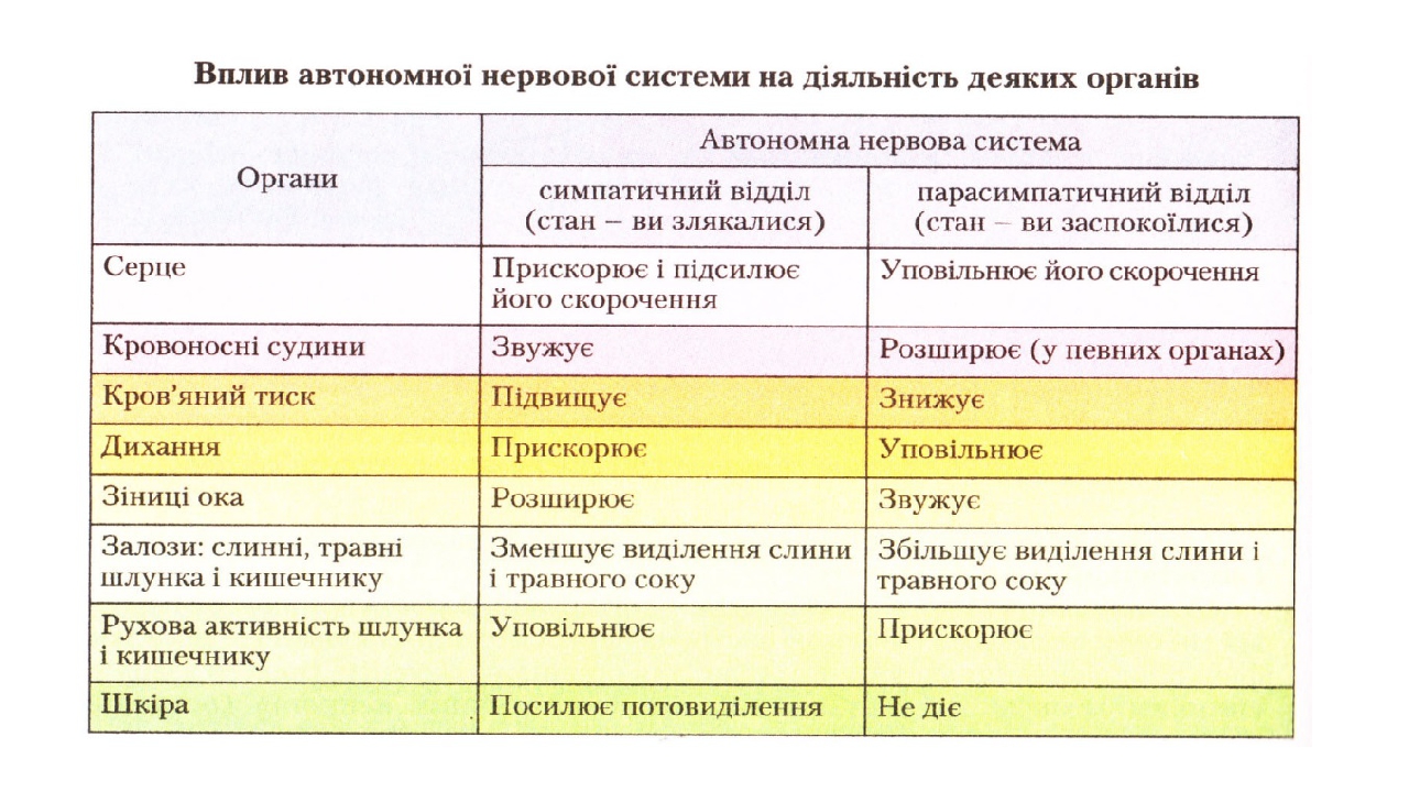 Презентація "Нервова система людини"