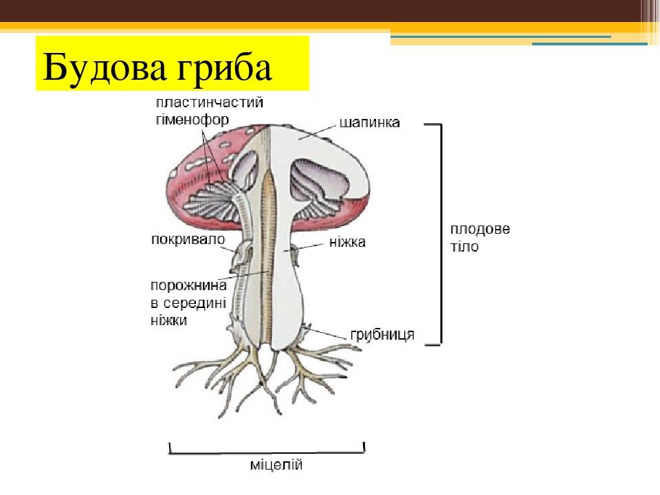 Будова гриба картинка