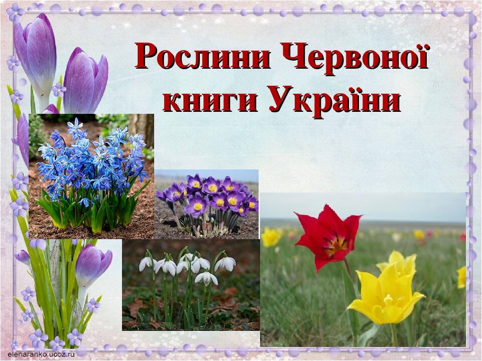 Презентація природознавство "Рослини Червоної книги України ...