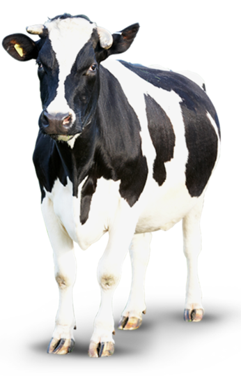 02002zss-2de5.png