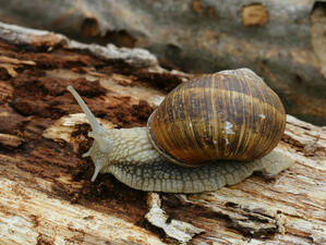 020037sh-eb09-299x225.jpg