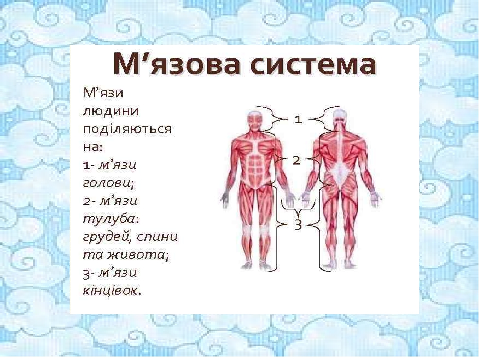 Проєкт : "Тіло людини". Презентація.