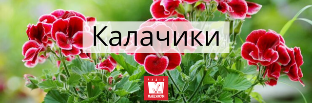 Говори красиво: 10 українських назв квітів, які милують око - 400900 Говори красиво: 10 українських назв квітів, які милують око - фото 400900