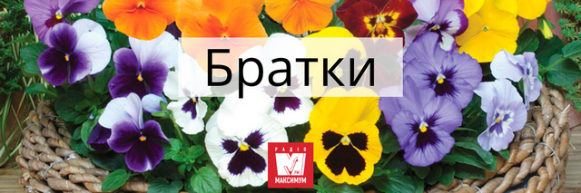 Говори красиво: 10 українських назв квітів, які милують око - 400901 Говори красиво: 10 українських назв квітів, які милують око - фото 400901