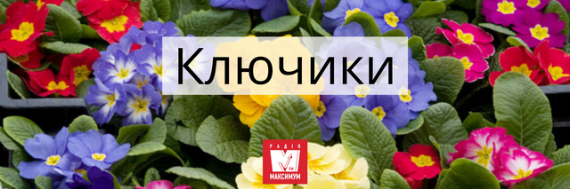 Говори красиво: 10 українських назв квітів, які милують око - 400902 Говори красиво: 10 українських назв квітів, які милують око - фото 400902