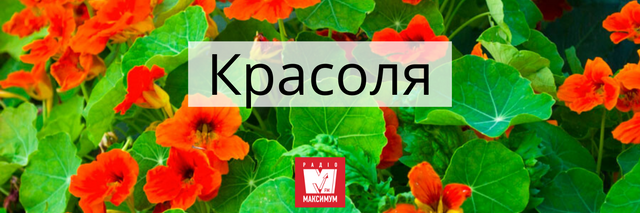 Говори красиво: 10 українських назв квітів, які милують око - 400903 Говори красиво: 10 українських назв квітів, які милують око - фото 400903