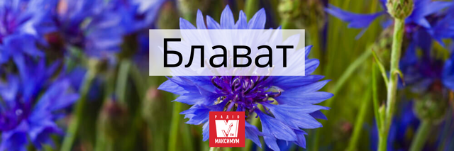 Говори красиво: 10 українських назв квітів, які милують око - 400905 Говори красиво: 10 українських назв квітів, які милують око - фото 400905