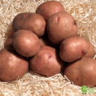 02003cyt-2068-127x127.png