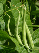 02003d11-617e-159x217.png