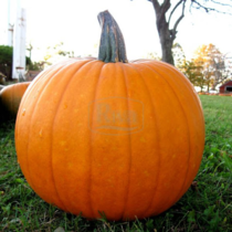 02003d1f-2762-210x210.png