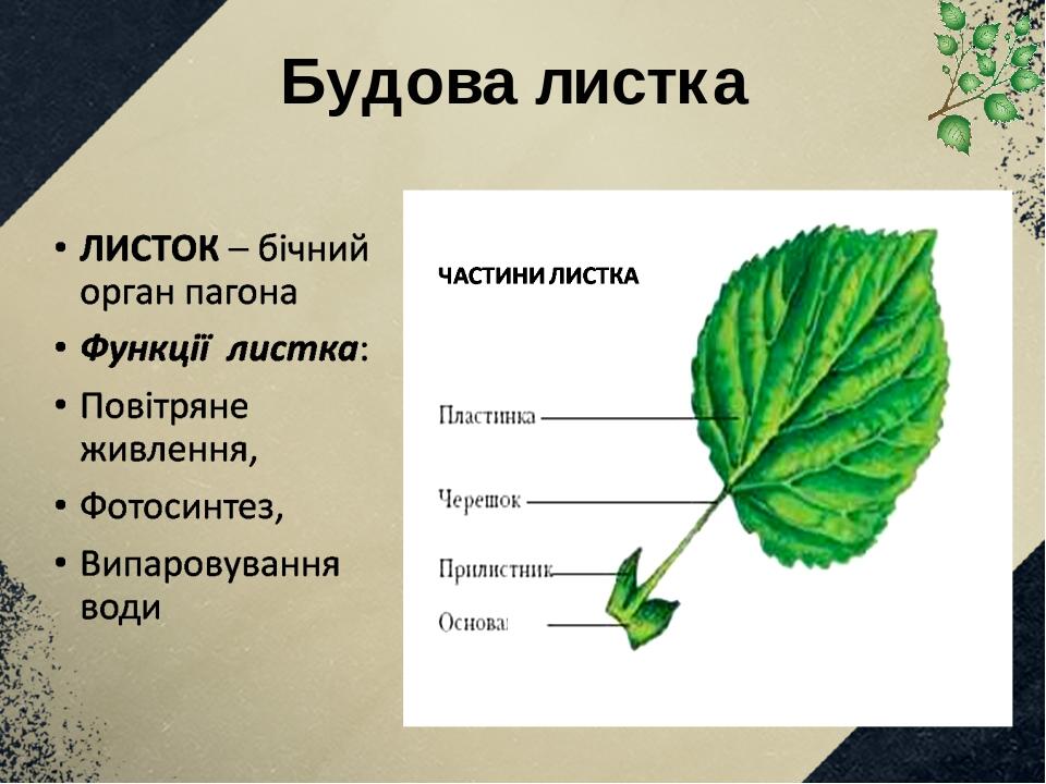 Дайте определение лист. Дайте определение лист