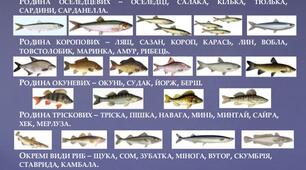Урок в схемах Родини риб.