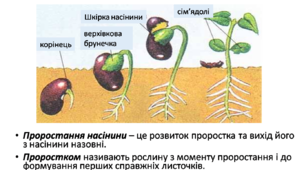 Презентація "Умови проростання насіння" , біологія , 6 клас