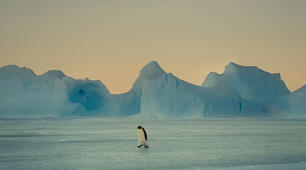 A quick look at the natural world: Part 2
