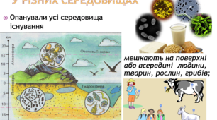 Розробка уроку "Значення бактерій", біологія 6 клас