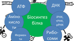 Біосинтез білка