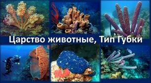 Розробка уроку "Губка - багатоклітинний твариноподібний організм", біологія 6 клас