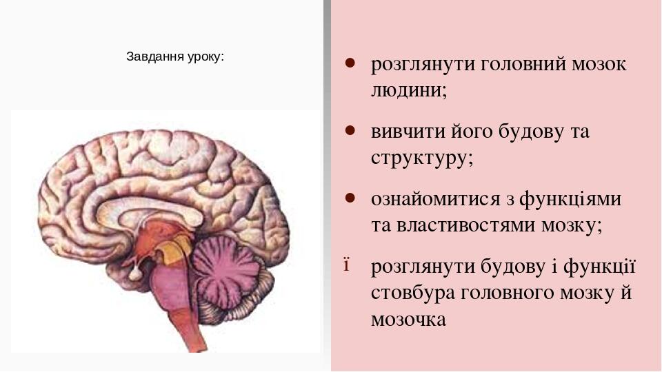 Завдання уроку: розглянути головний мозок людини; вивчити його будову та структуру; ознайомитися з функціями та властивостями мозку; розглянути буд...