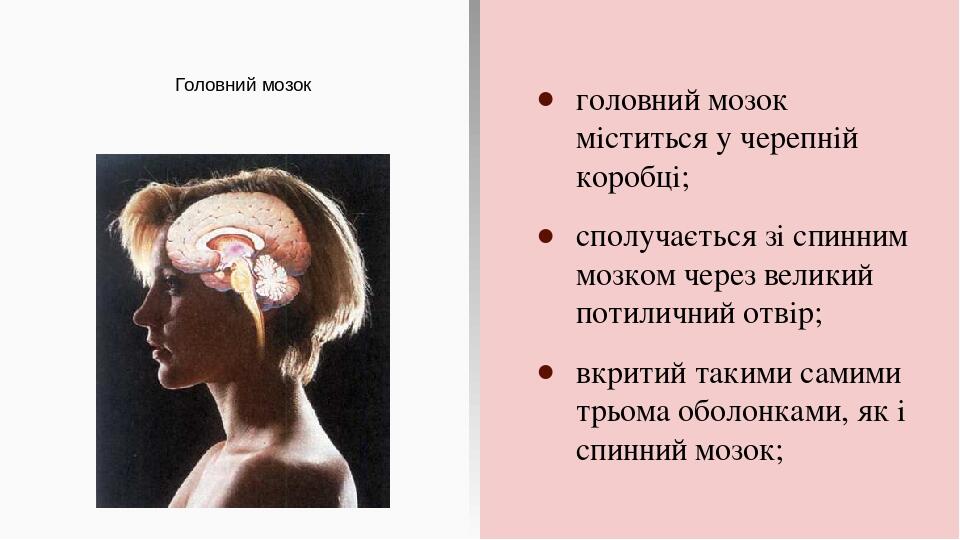 Головний мозок головний мозок міститься у черепній коробці; сполучається зі спинним мозком через великий потиличний отвір; вкритий такими самими тр...