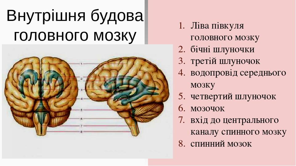 Внутрішня будова головного мозку Ліва півкуля головного мозку бічні шлуночки третій шлуночок водопровід середнього мозку четвертий шлуночок мозочок...