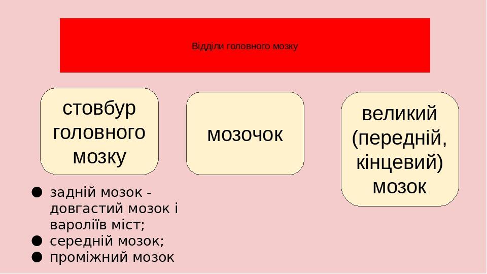 Відділи головного мозку задній мозок - довгастий мозок і вароліїв міст; середній мозок; проміжний мозок стовбур головного мозку мозочок великий (пе...