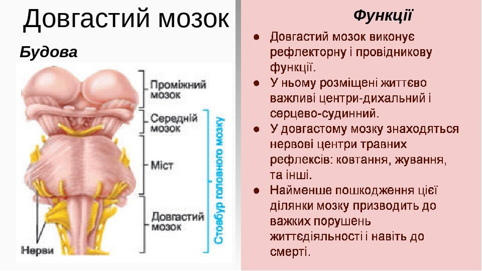 Довгастий мозок Будова Функції Довгастий мозок виконує рефлекторну і провідникову функції. У ньому розміщені життєво важливі центри-дихальний і сер...