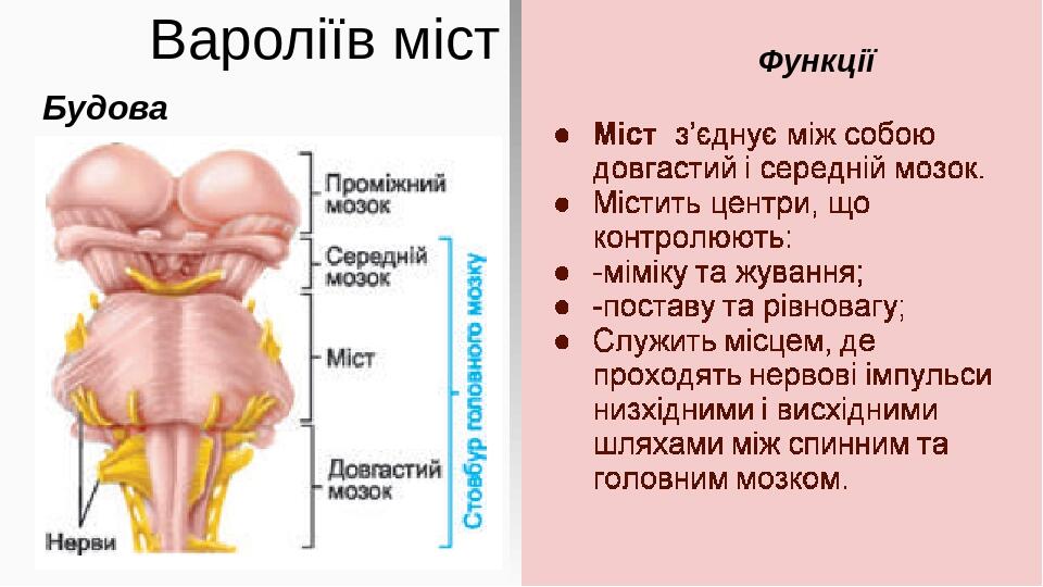 Вароліїв міст Будова Функції Міст з’єднує між собою довгастий і середній мозок. Містить центри, що контролюють: -міміку та жування; -поставу та рів...