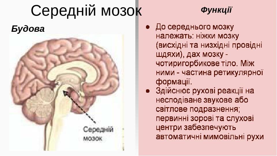 Середній мозок Будова Функції До середнього мозку належать: -ніжки мозку, по яких ідуть висхідні і низхідні провідні шляхи; -дах мозку - чотиригорб...