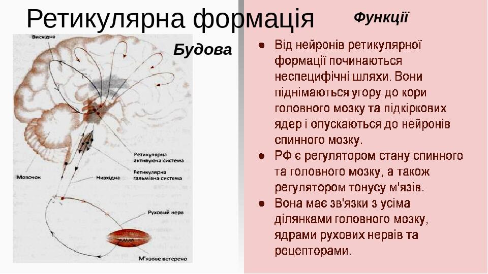 Ретикулярна формація Функції Будова Ретикулярна формація (РФ, сітчастий утвір) – серцевина мозку, являє собою комплекс структур мозку, що має велик...