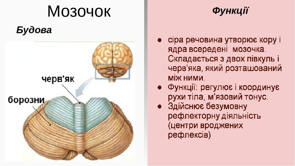Мозочок Функції Будова Будова: сіра речовина утворює кору і ядра всередені мозочка. Складається з двох півкуль і черв’яка, який розташований між ни...