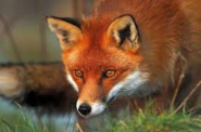 02003jsr-7106-185x122.png