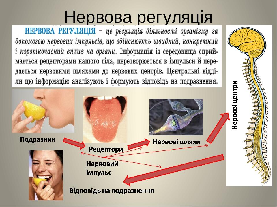 Нервова регуляція