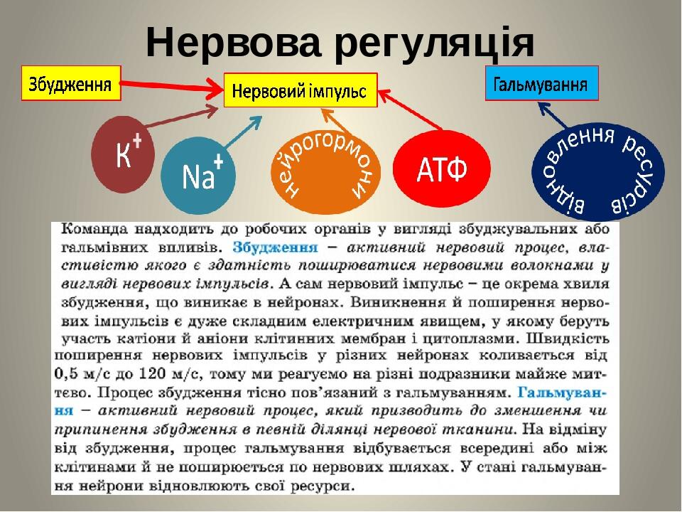 Нервова регуляція
