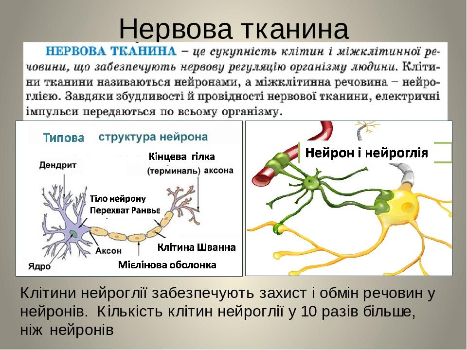 Нервова тканина Клітини нейроглії забезпечують захист і обмін речовин у нейронів. Кількість клітин нейроглії у 10 разів більше, ніж нейронів