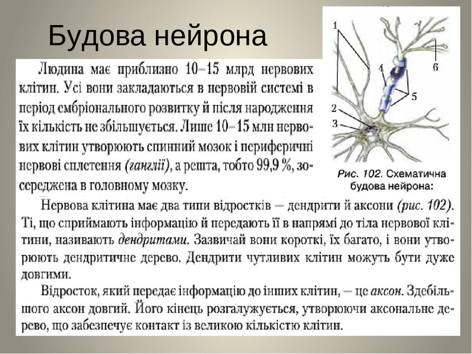 Будова нейрона