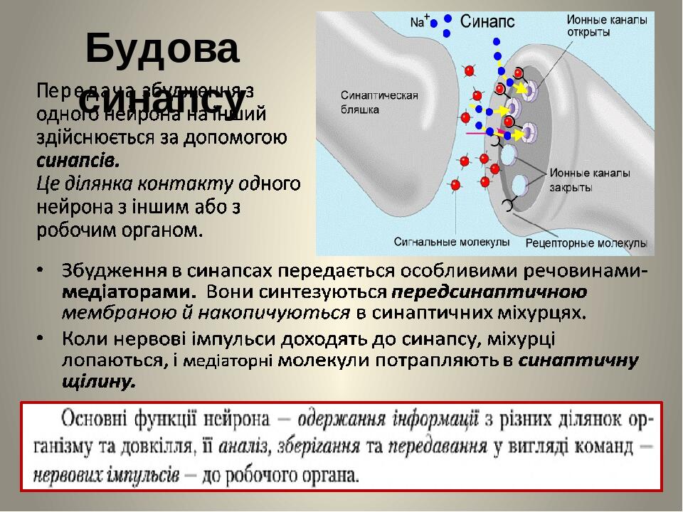 Будова синапсу