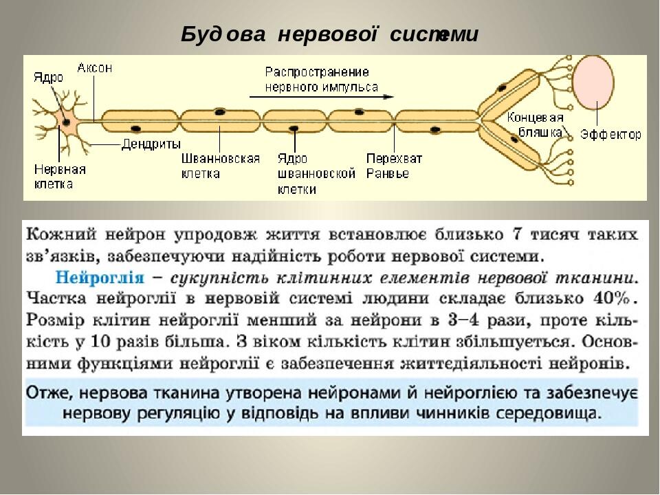 Будова нервової системи