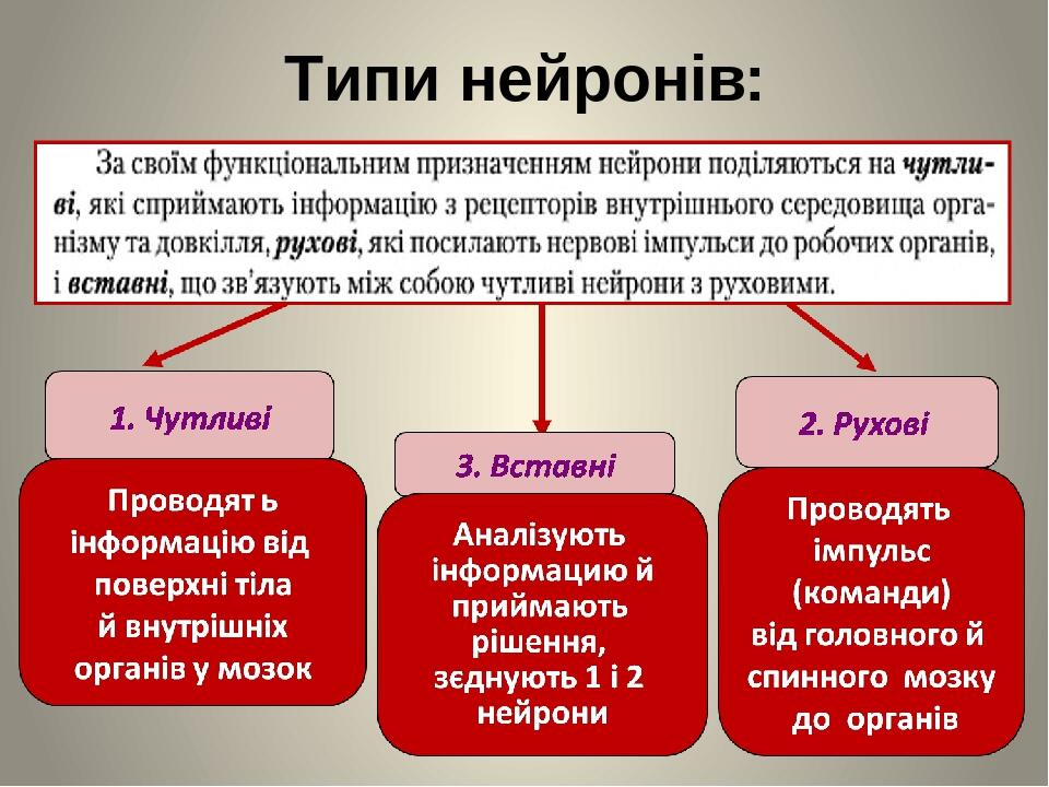 Типи нейронів: