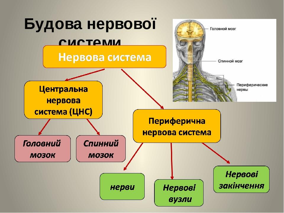 Будова нервової системи