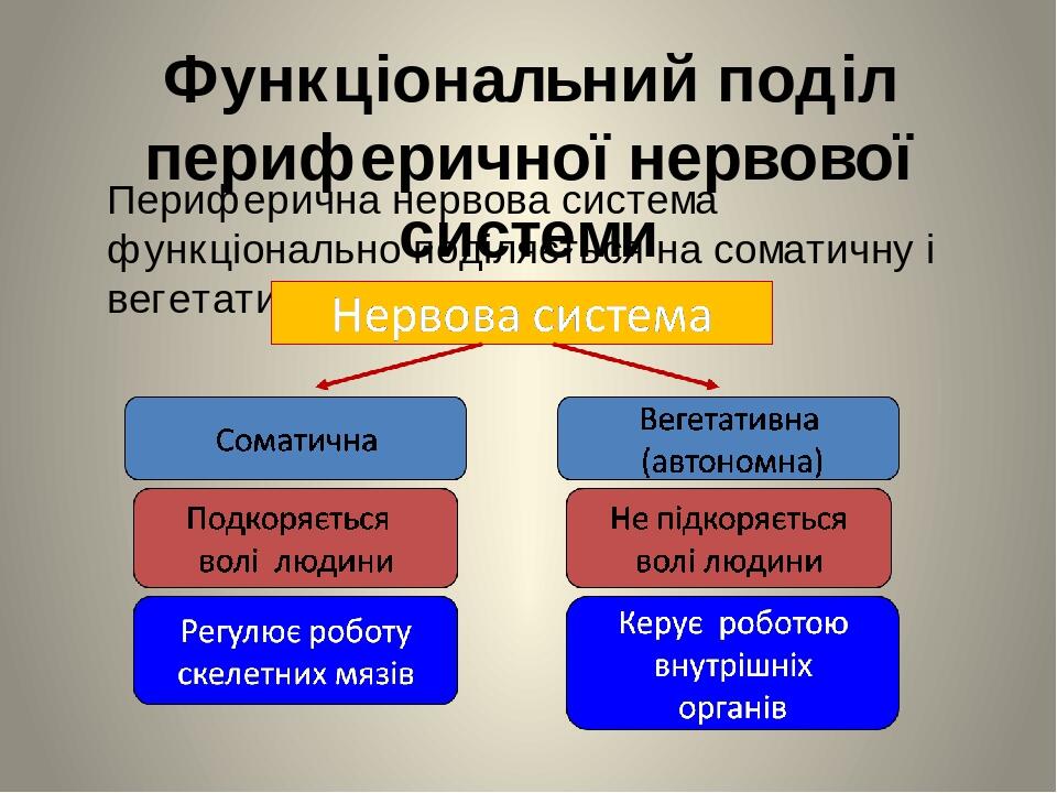 Функціональний поділ периферичної нервової системи Периферична нервова система функціонально поділяється на соматичну і вегетативну