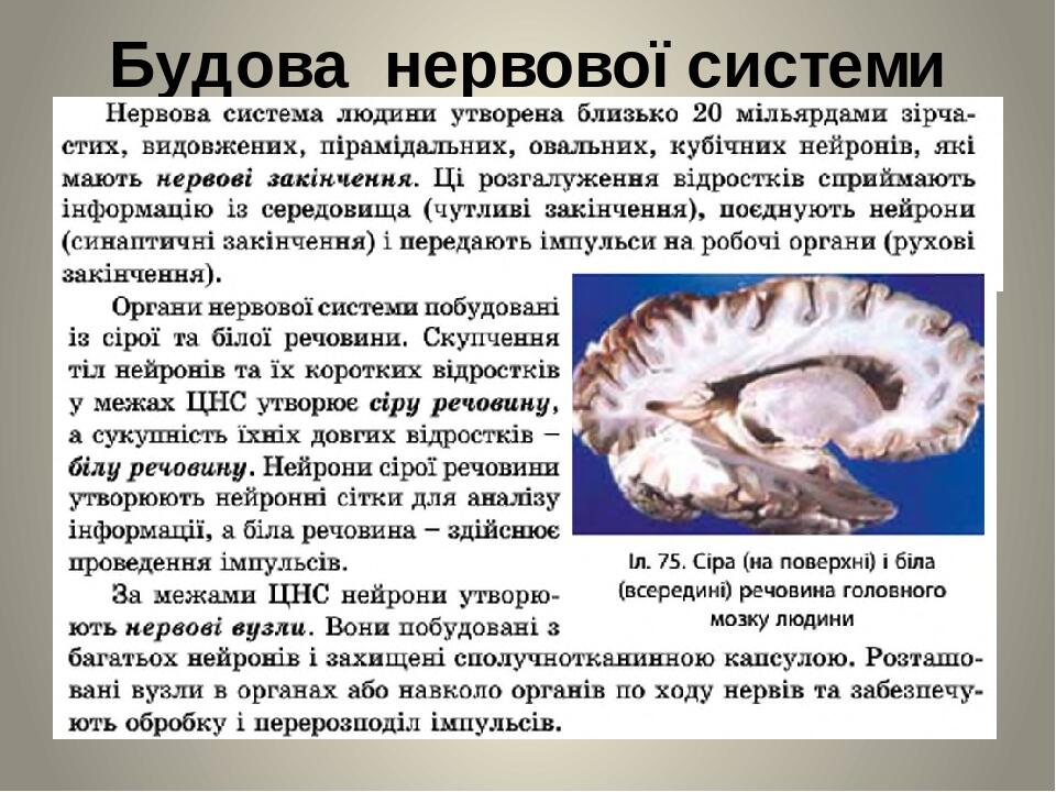 Будова нервової системи