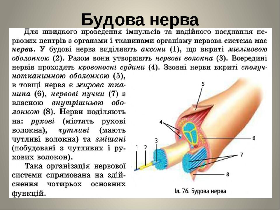 Будова нерва